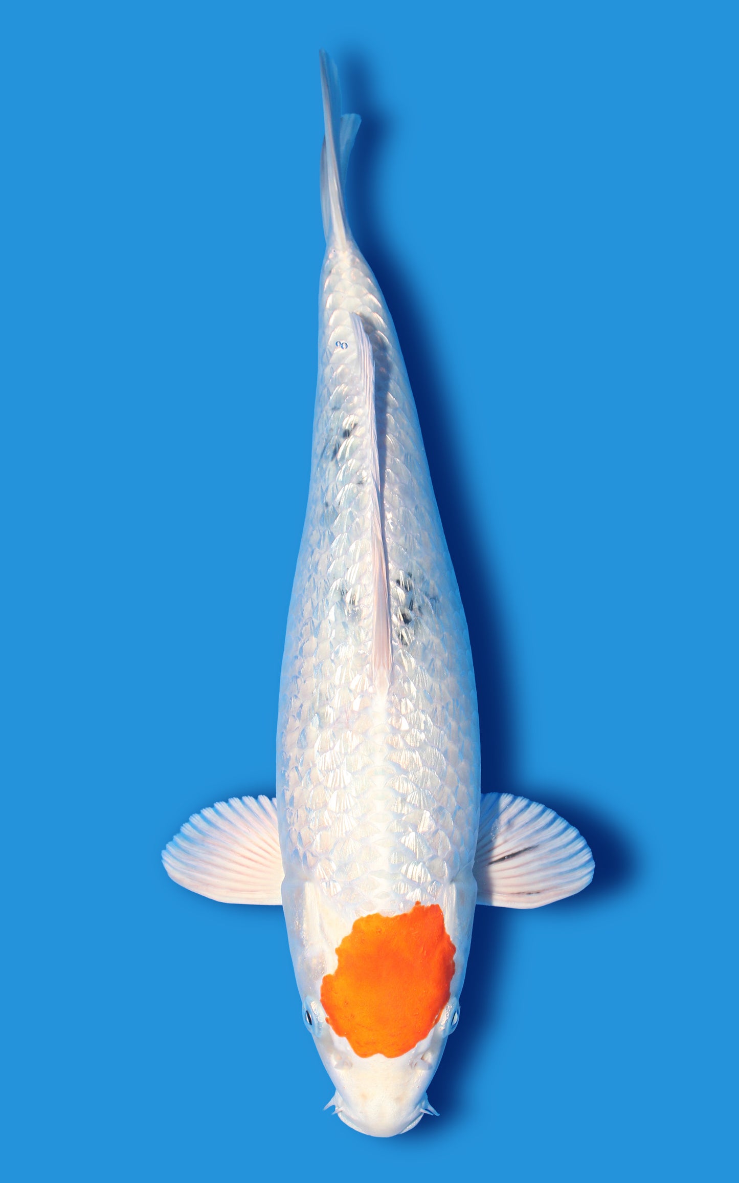 Metallic Ginrin Sanke (Yamato nishiki)