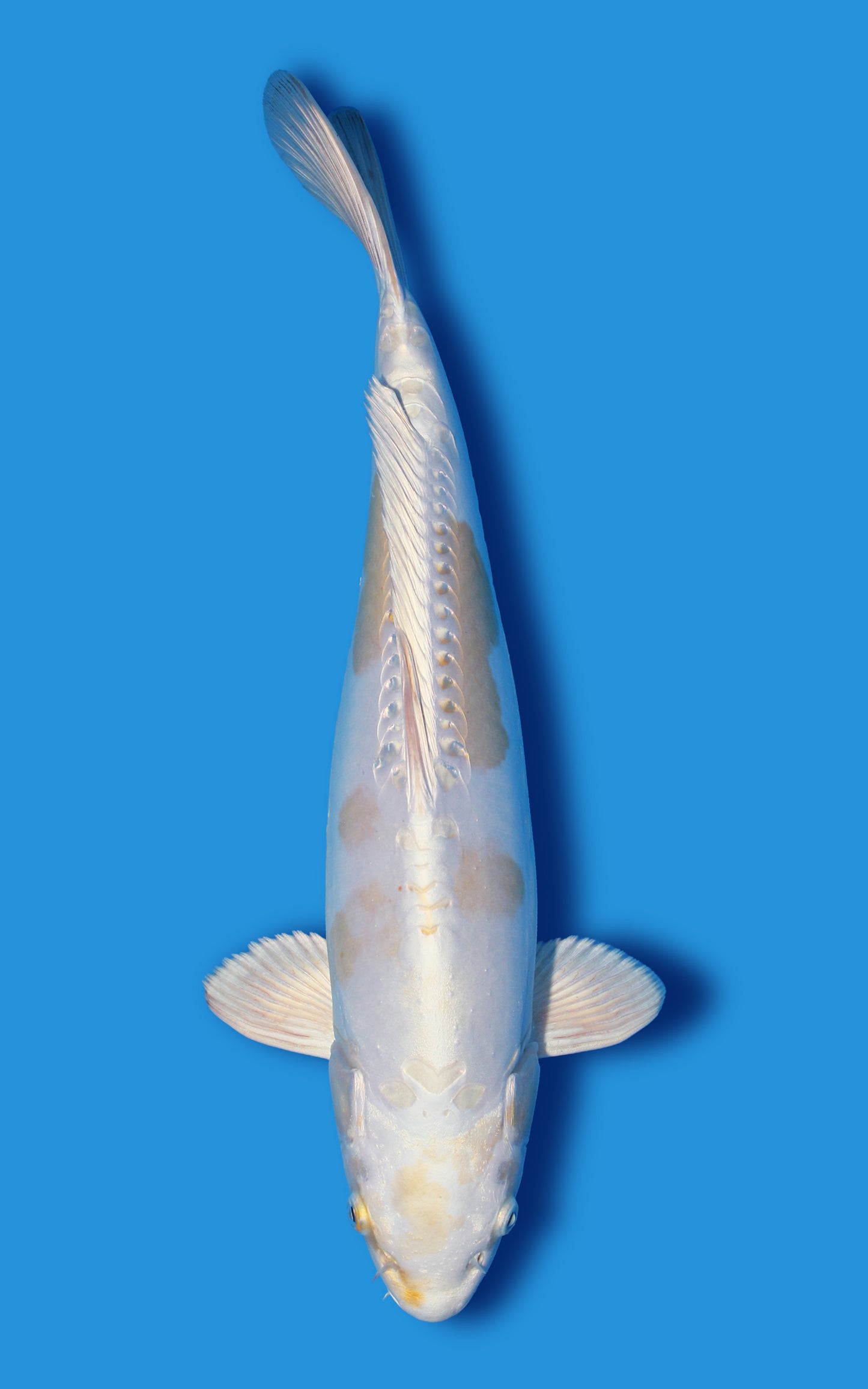 Doitsu Lemon Hariwake