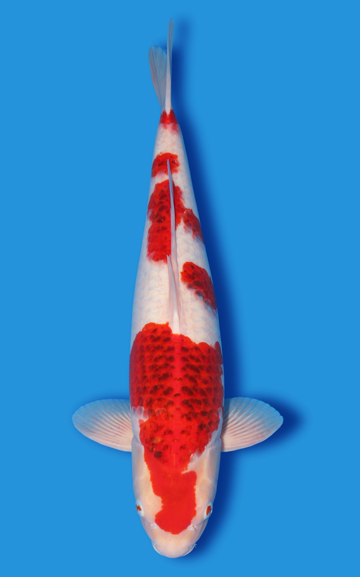 Ai Goromo