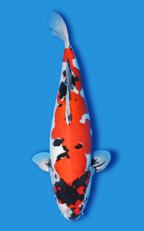 Doitsu Japanese koi for sale
