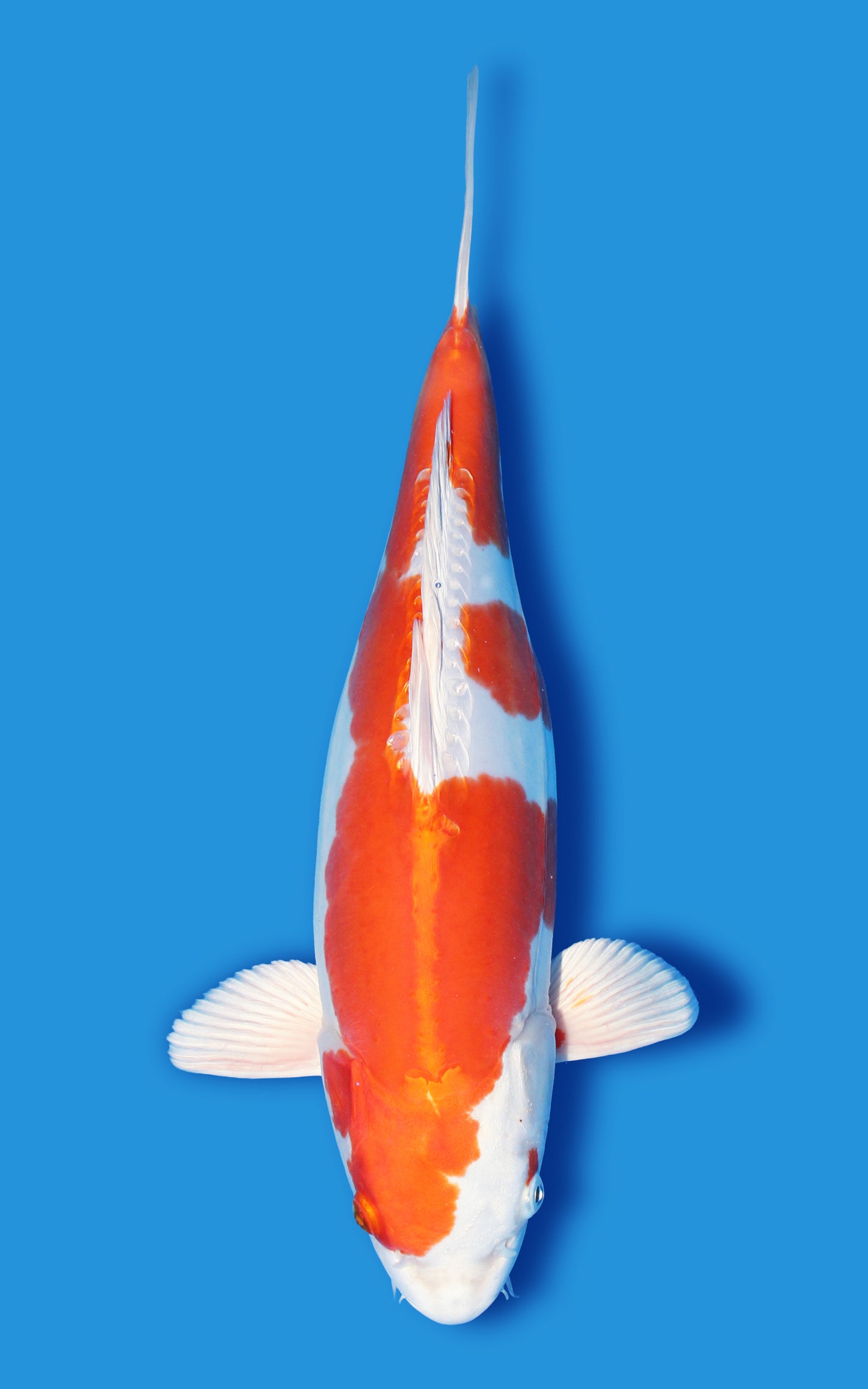 Kikusui