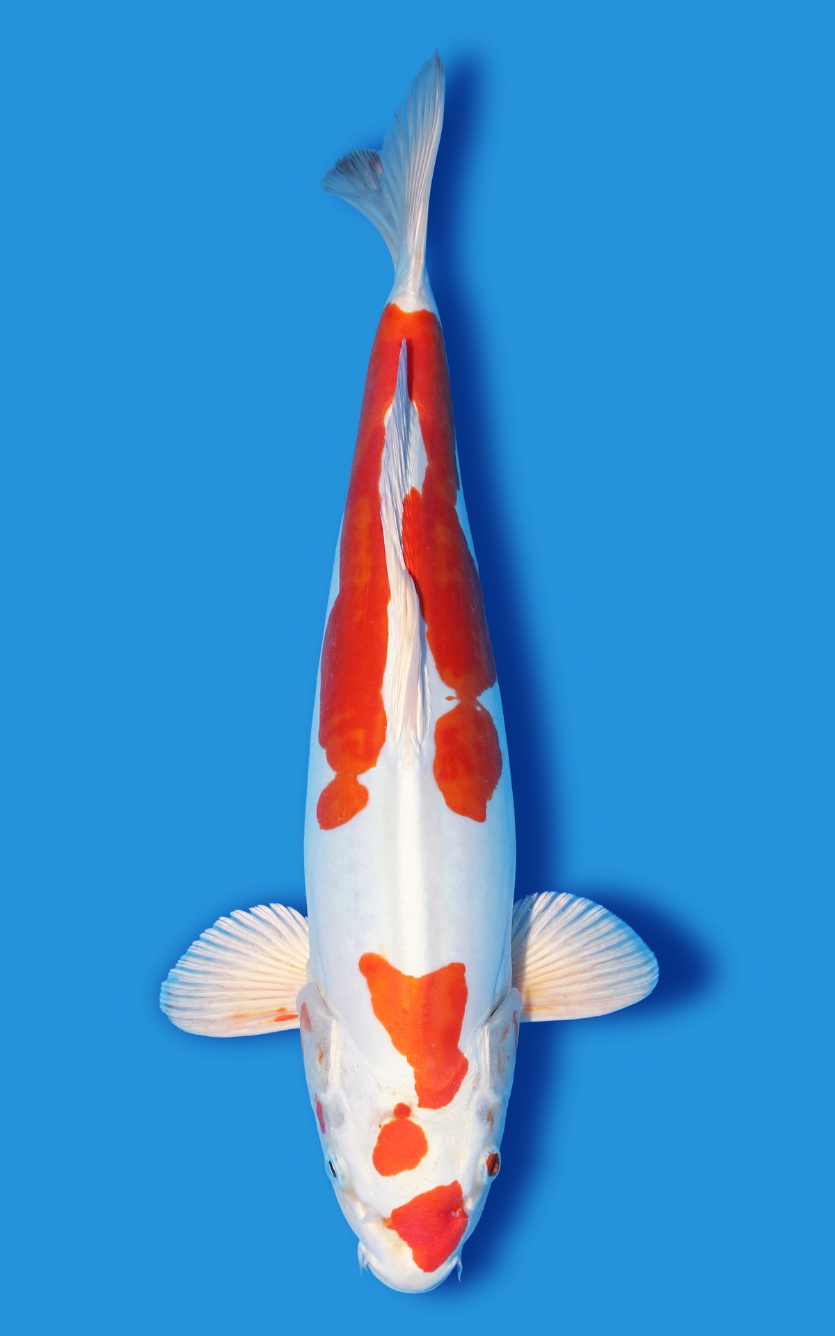 Kikusui