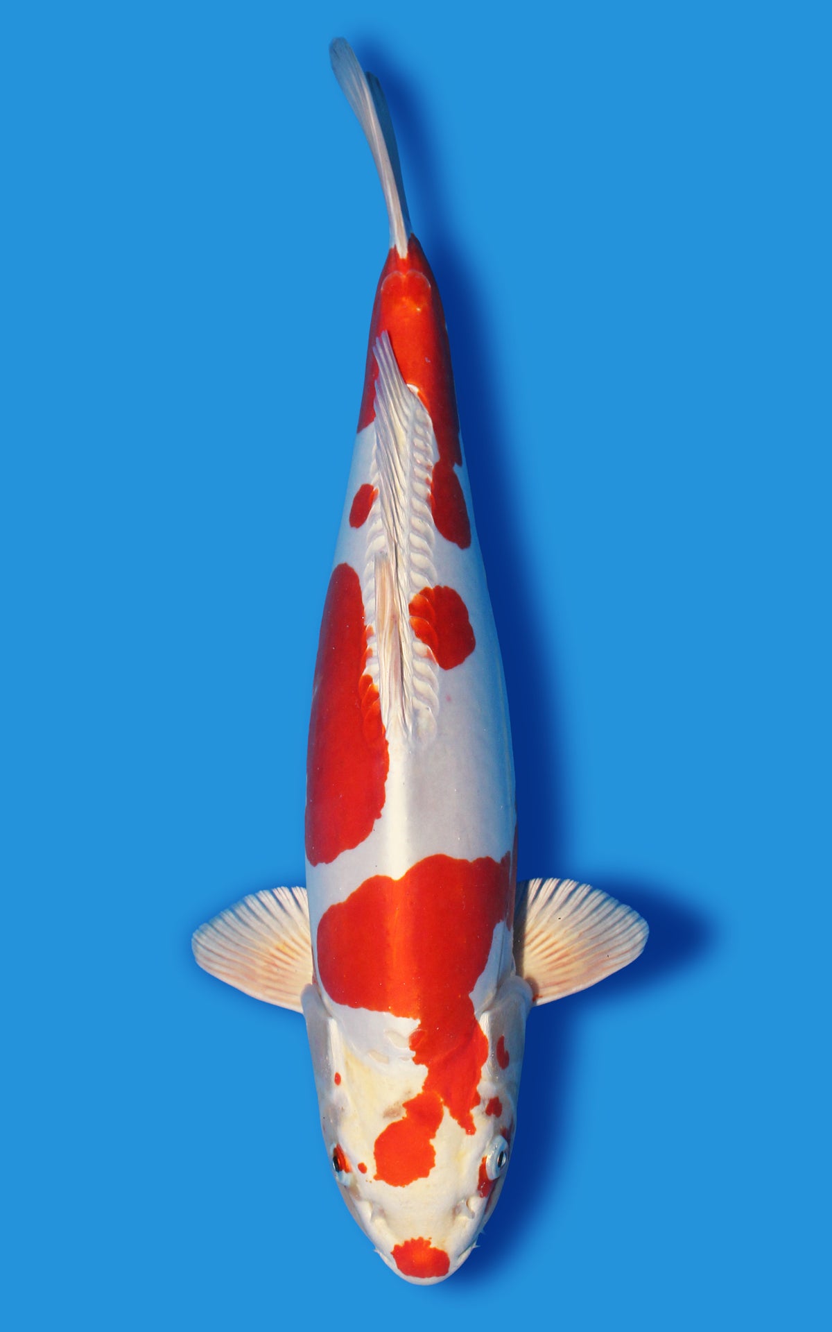 Kikusui