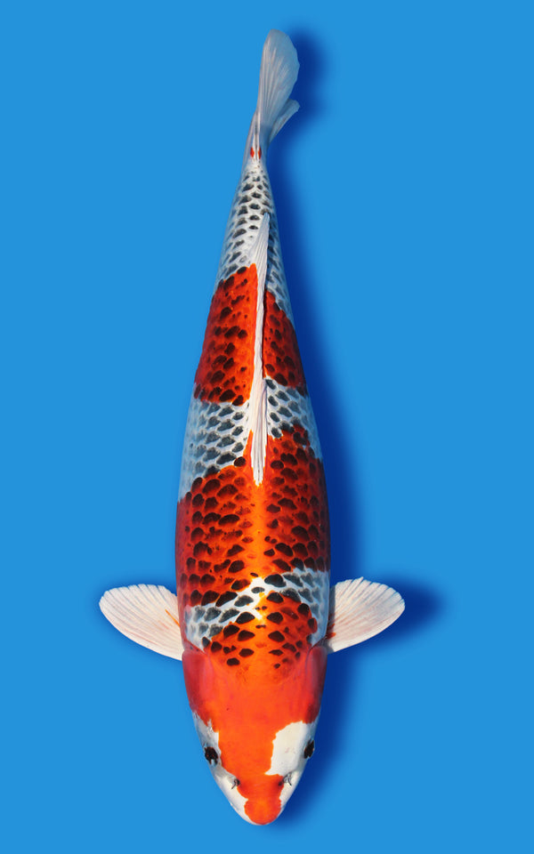 Kujaku Japanese koi for sale