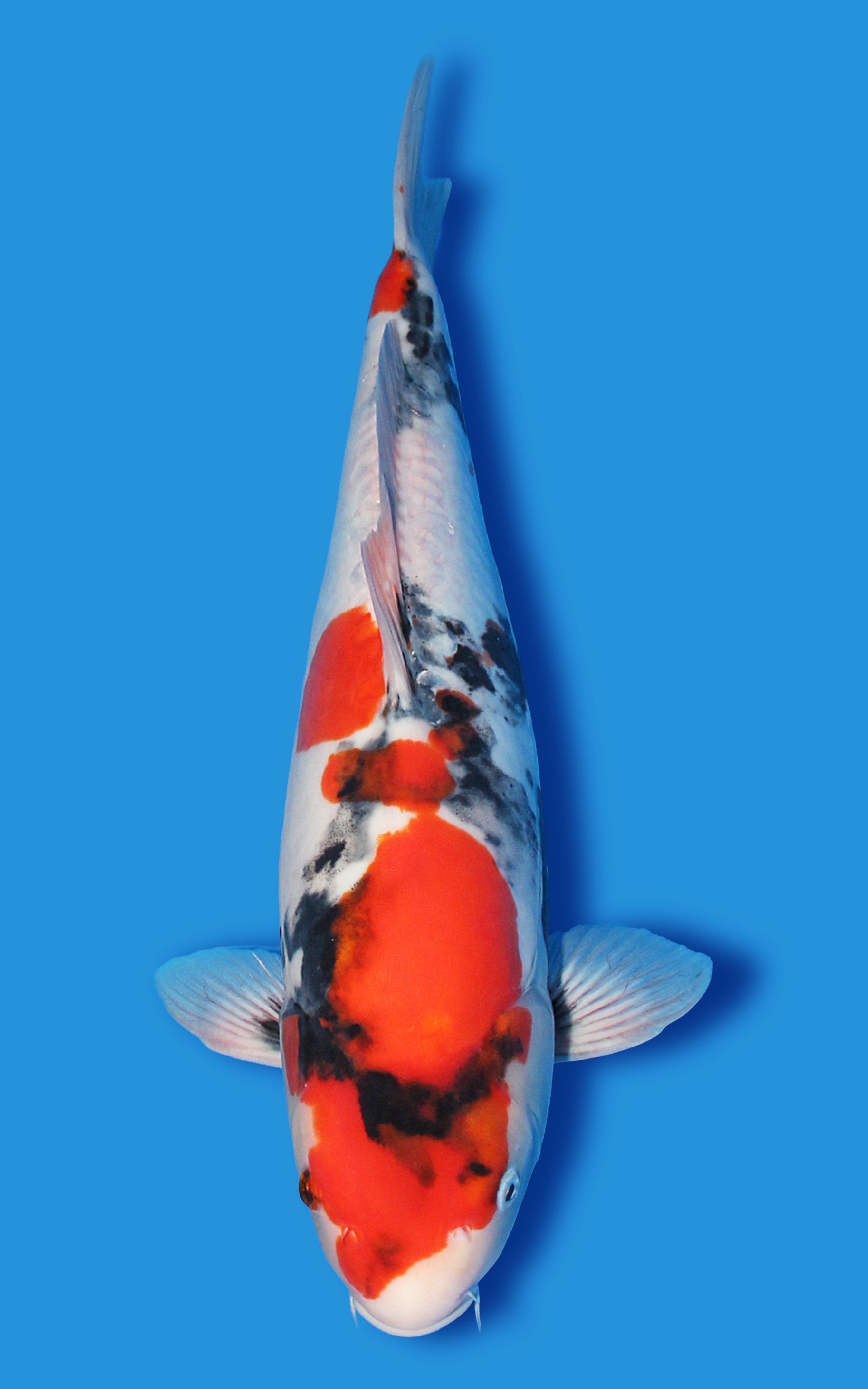 Doitsu Showa – House of Koi
