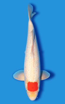 Ginrin Tancho Kohaku