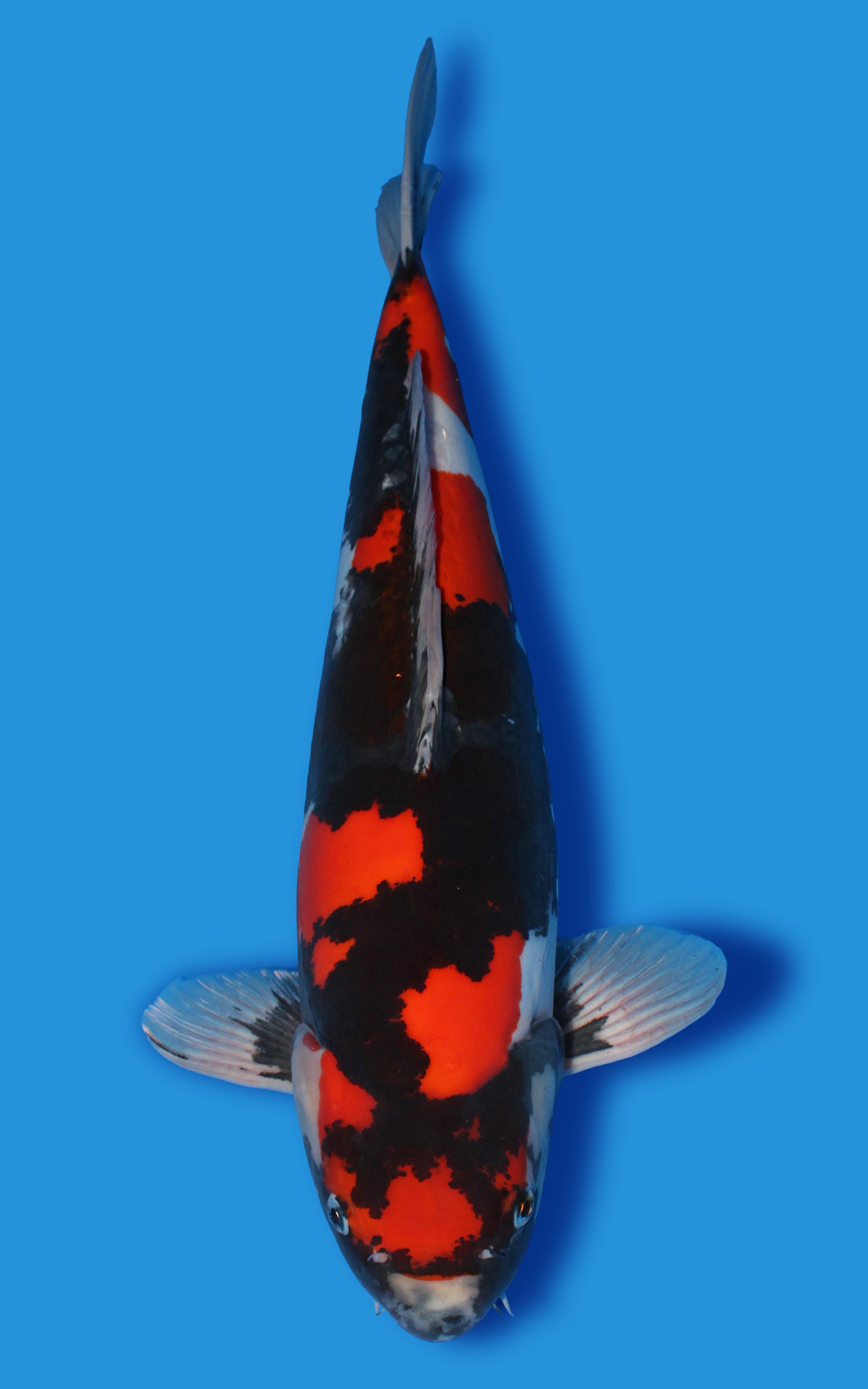 Doitsu Showa – House of Koi