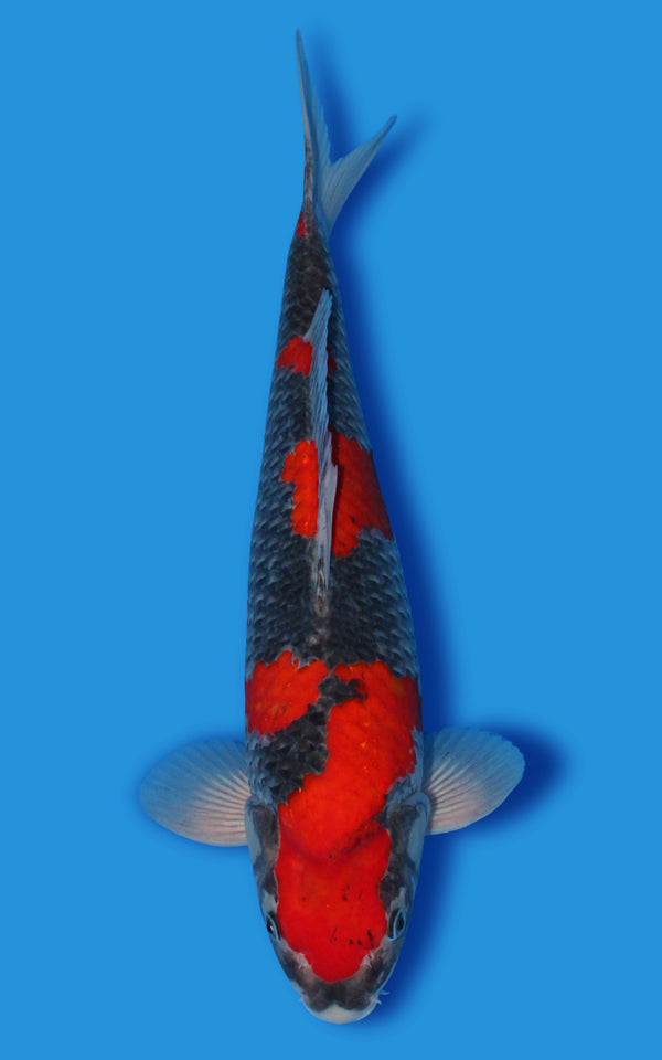 Goshiki Japanese koi for sale