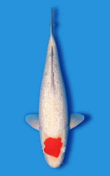 Ginrin Tancho Kohaku