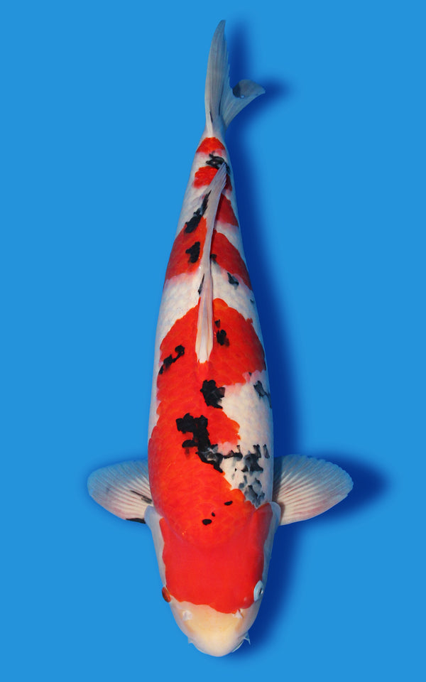 Sanke Japanese koi for sale