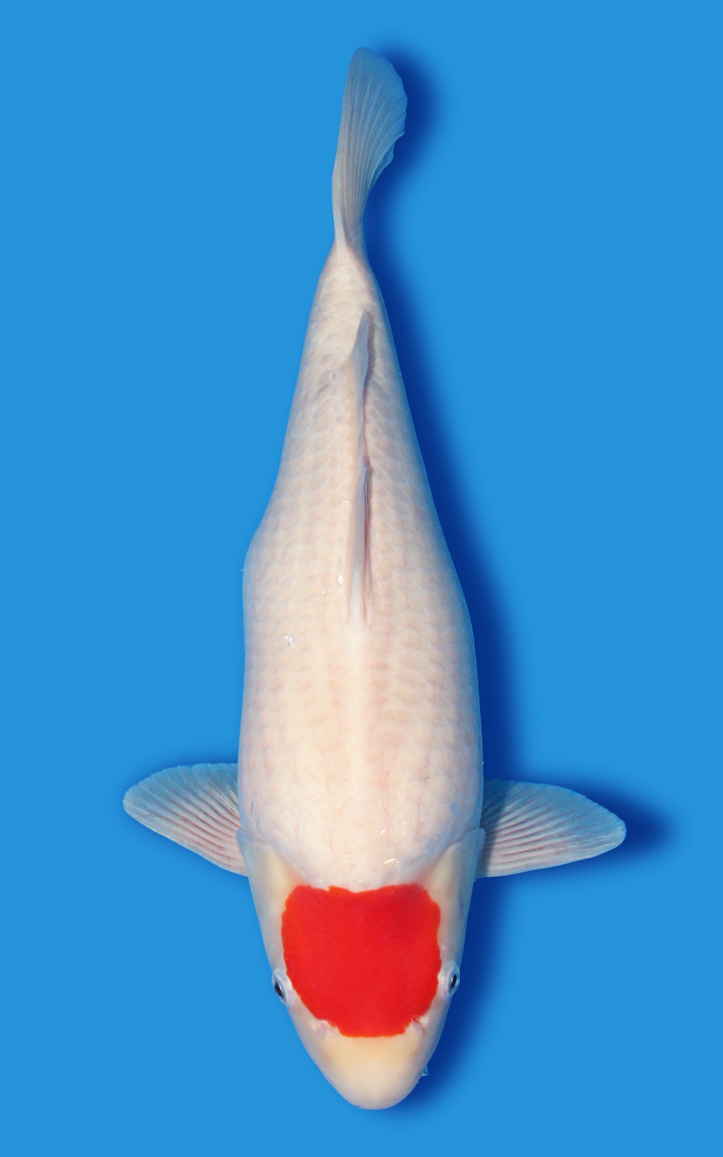 Tancho Kohaku Short Body