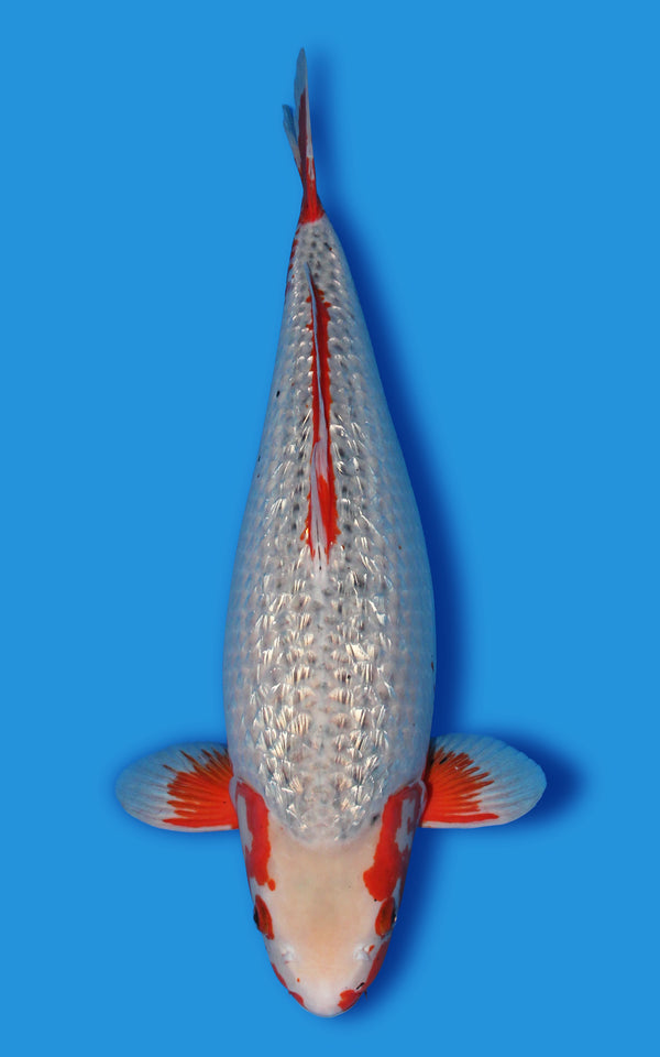 Asagi Japanese koi for sale