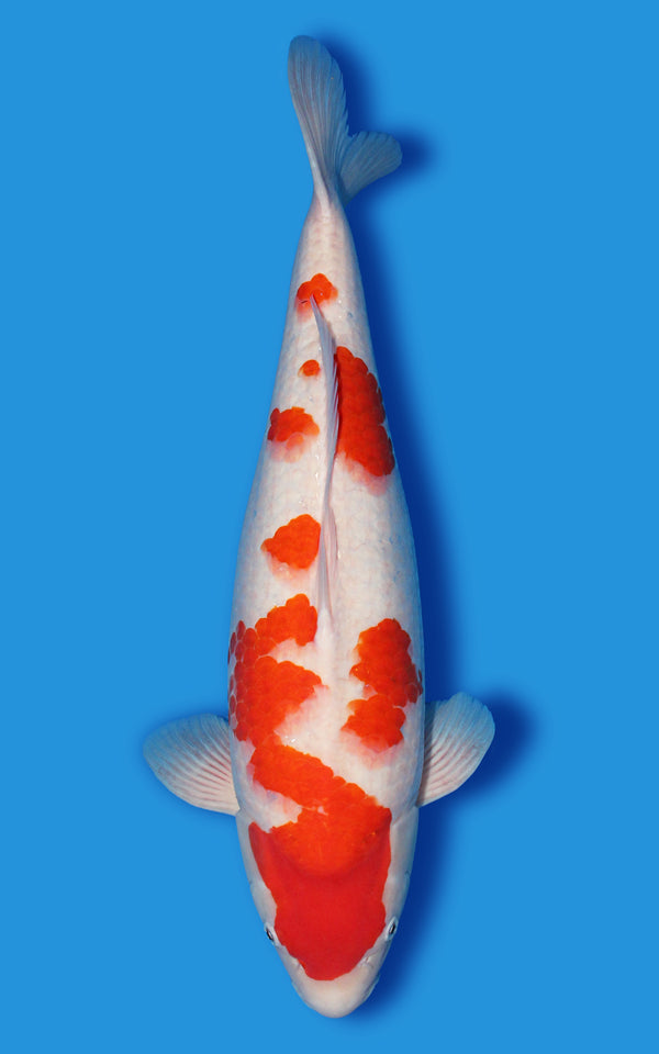 Kohaku Japanese koi for sale