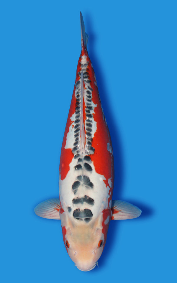 Shusui Japanese koi for sale