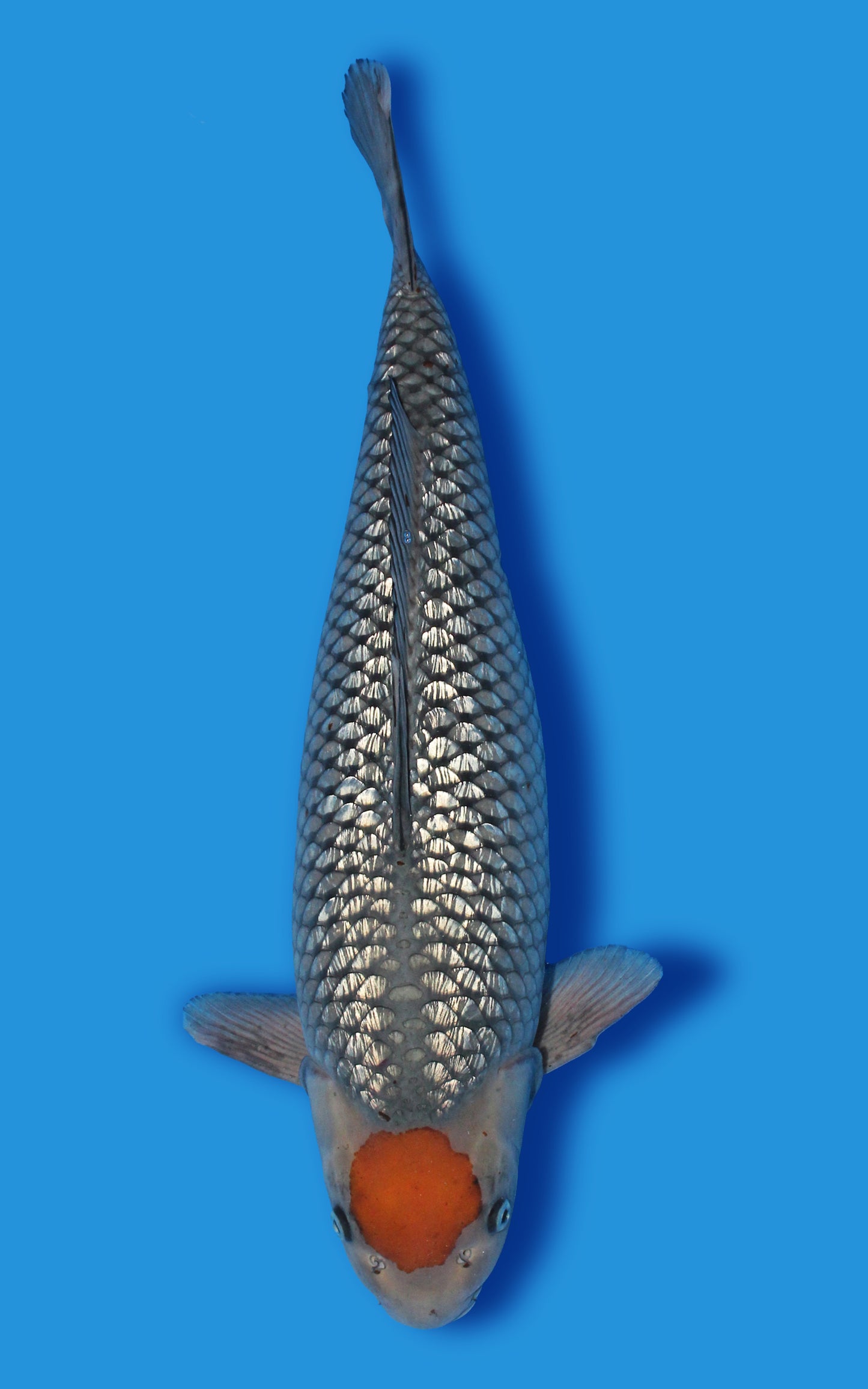 Ginrin Tancho Ochiba