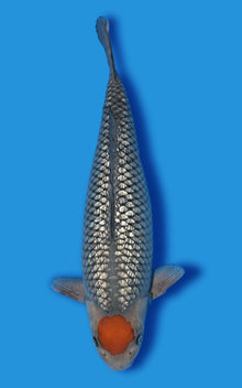 Ginrin Tancho Ochiba