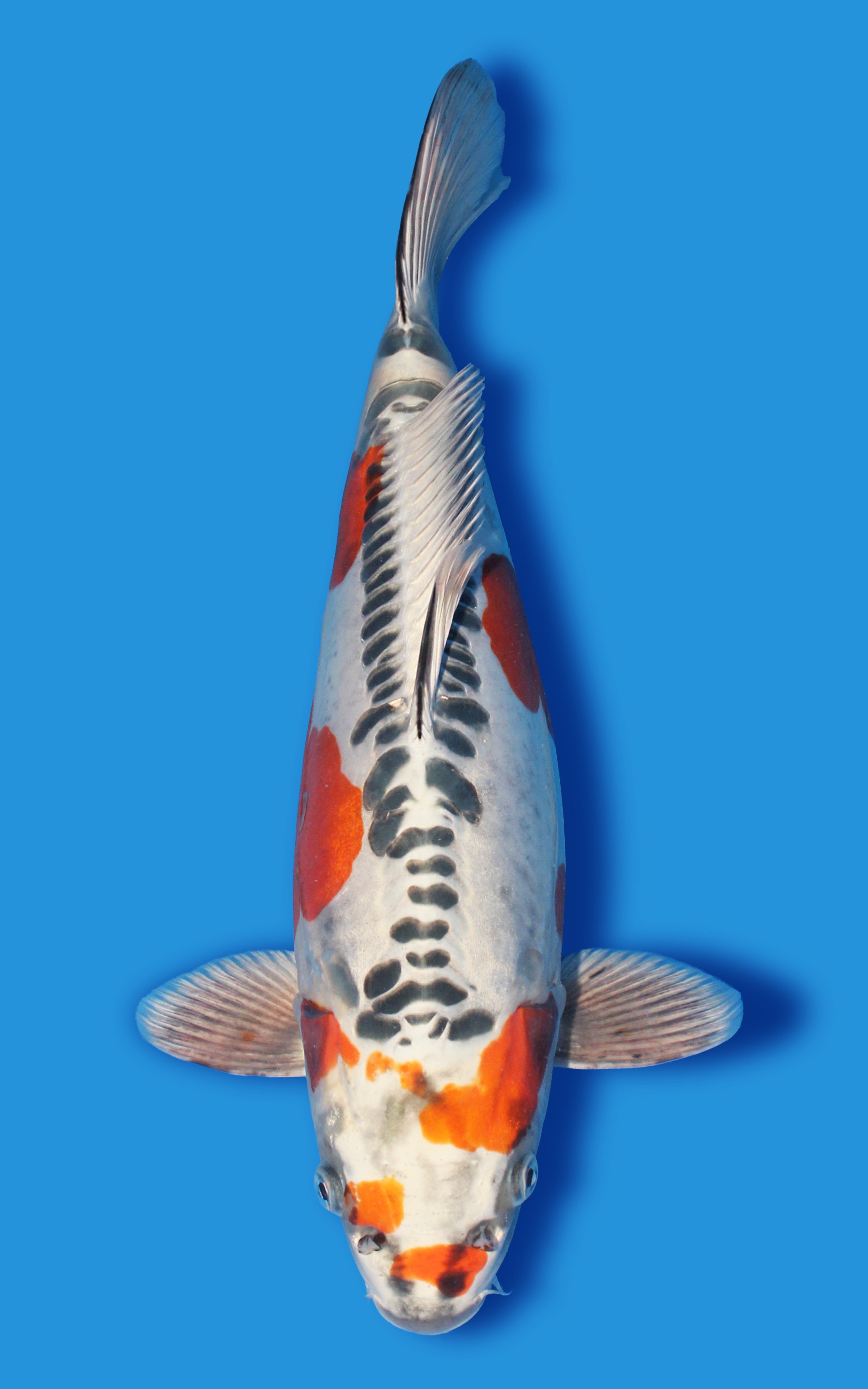 Doitsu kujaku Short Body – House of Koi