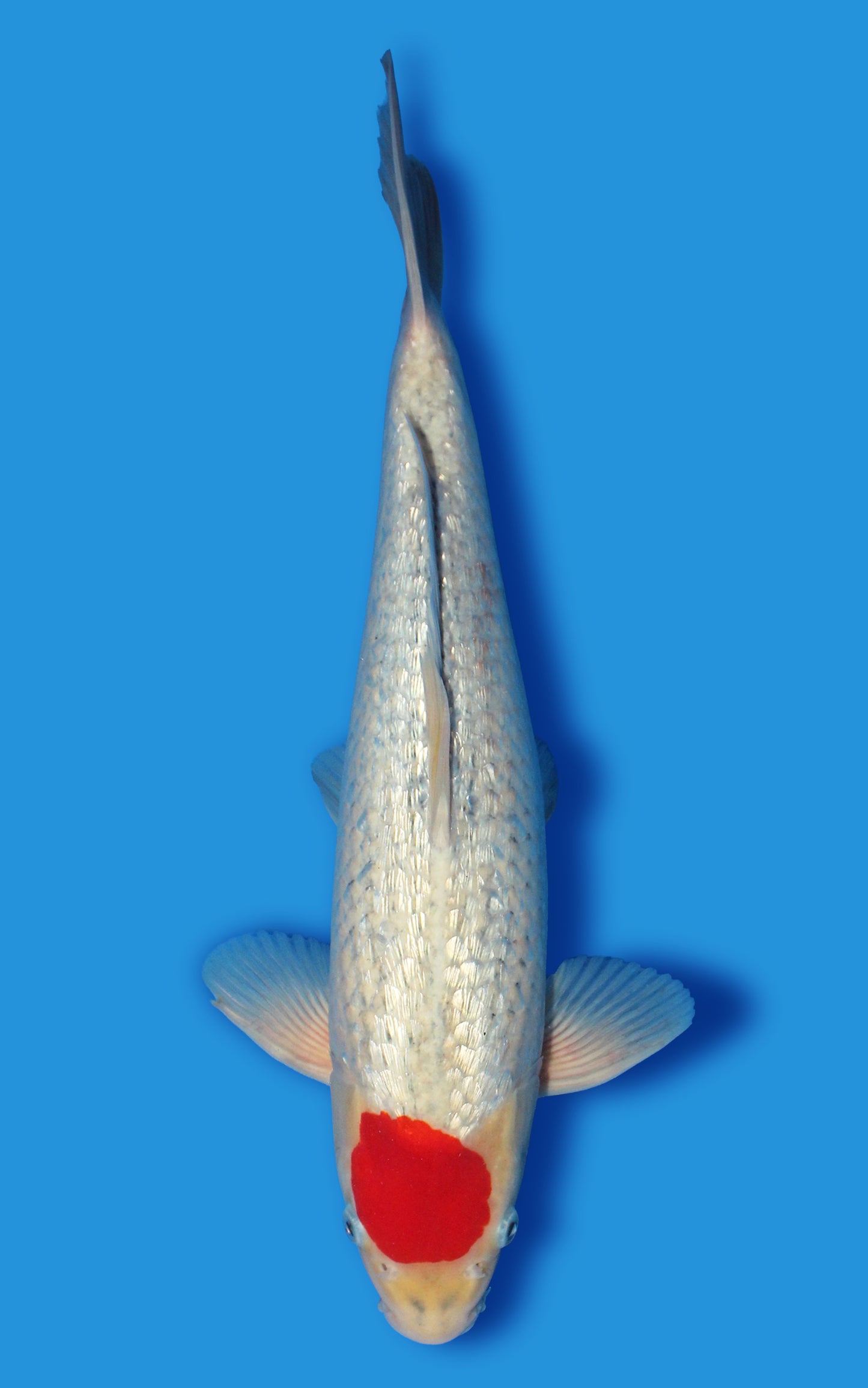 Ginrin Tancho Goshiki