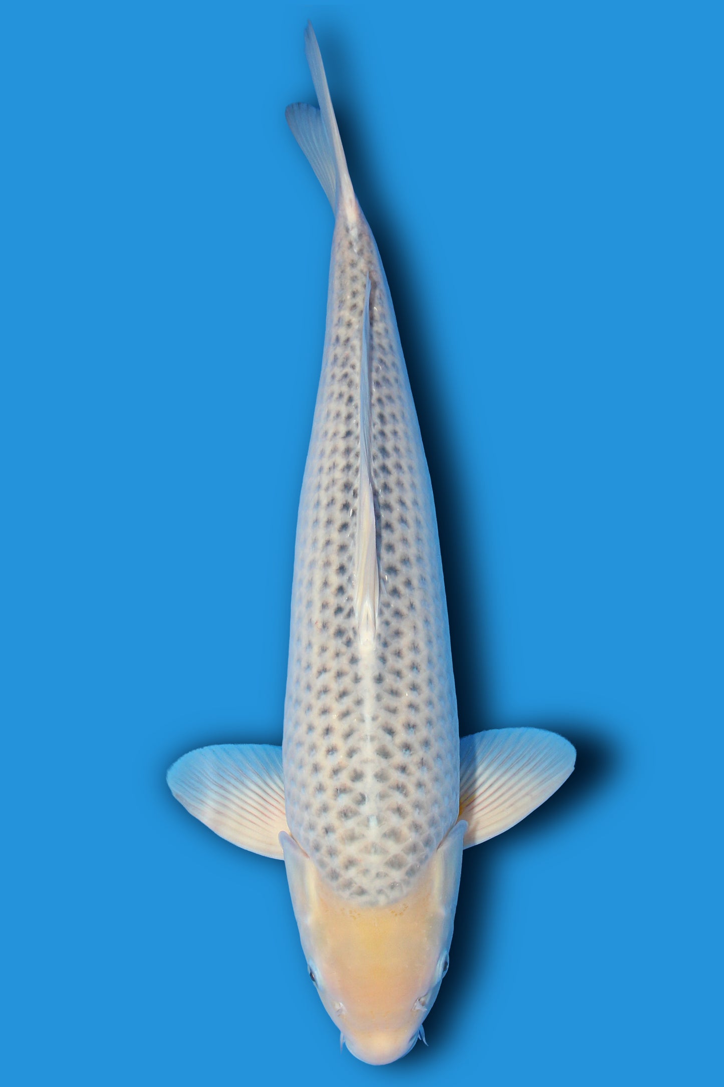 Golden corn (Ki Asagi)