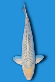 Golden corn (Ki Asagi)