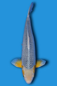 Golden Corn (Ki Asagi)