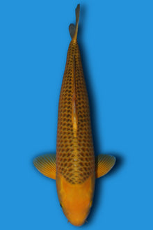 Golden Corn