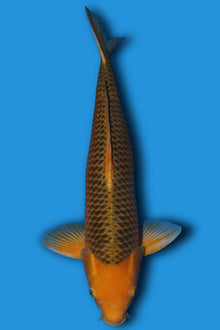 Golden Corn