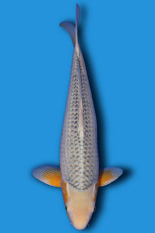 Golden Corn (Ki Asagi)
