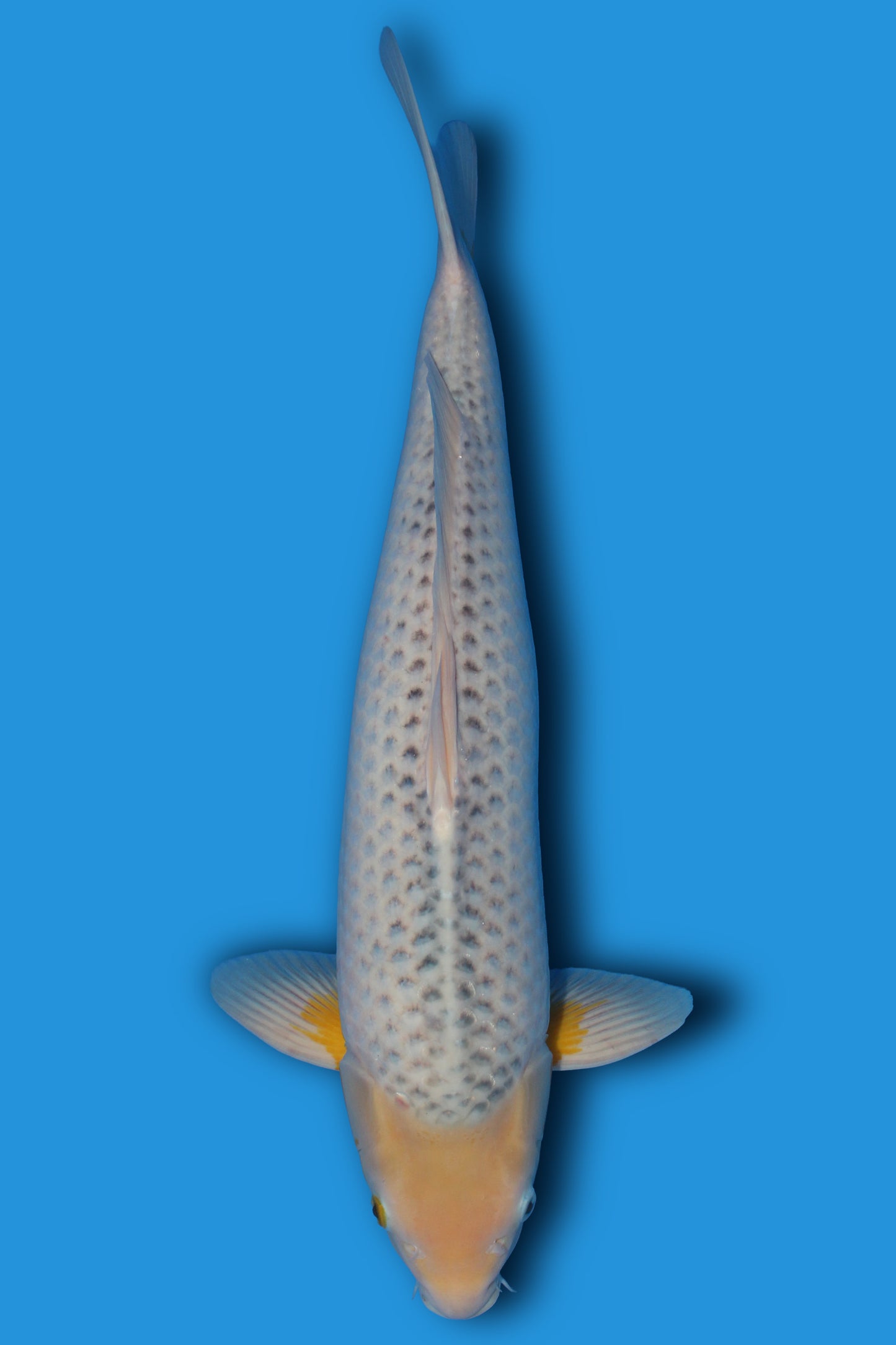 Golden Corn (ki Asagi)