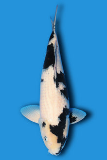 Shiro Utsuri