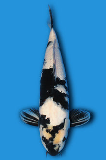 Shiro Utsuri