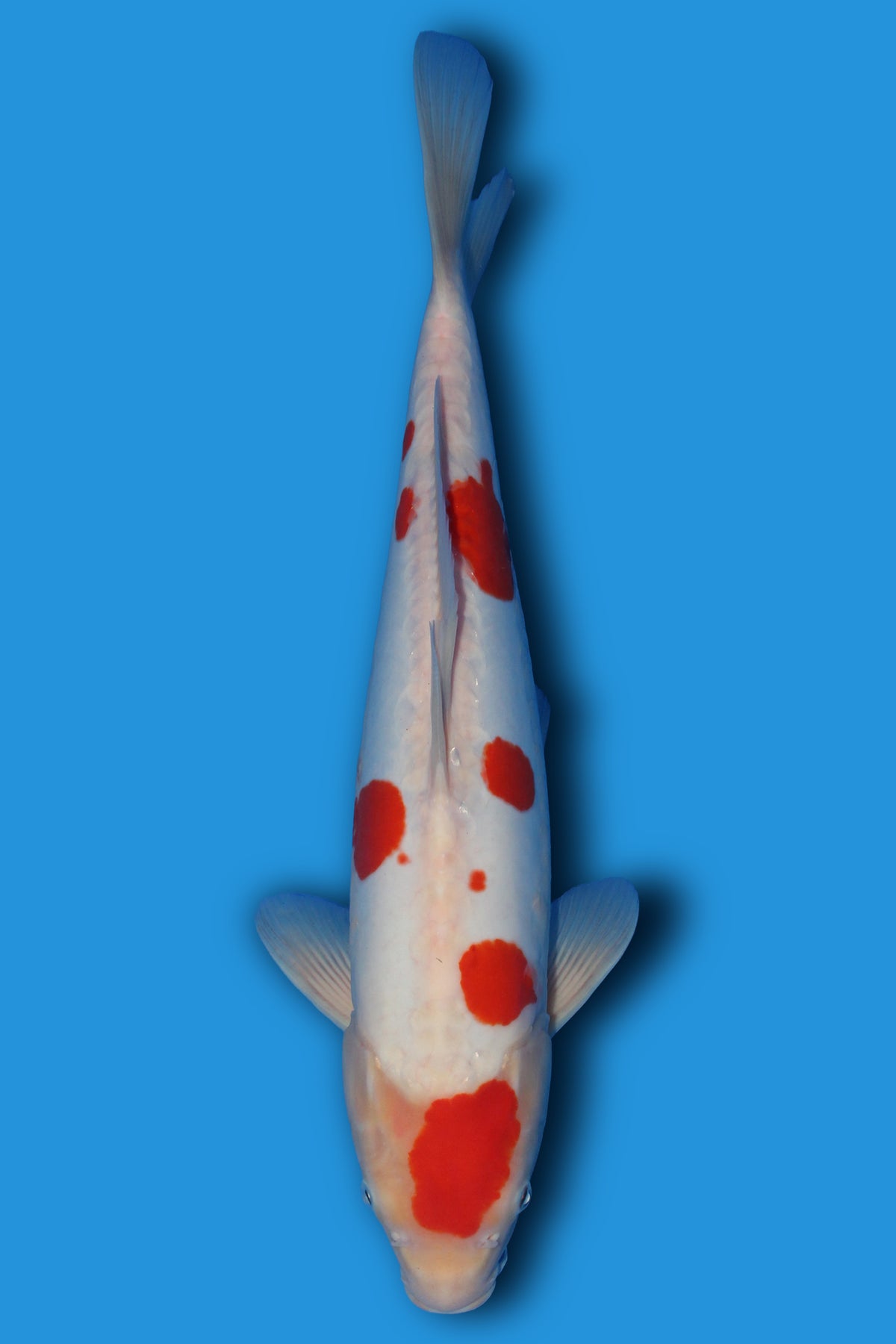 Doitsu Kohaku
