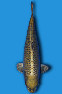 Mukashi Ogon