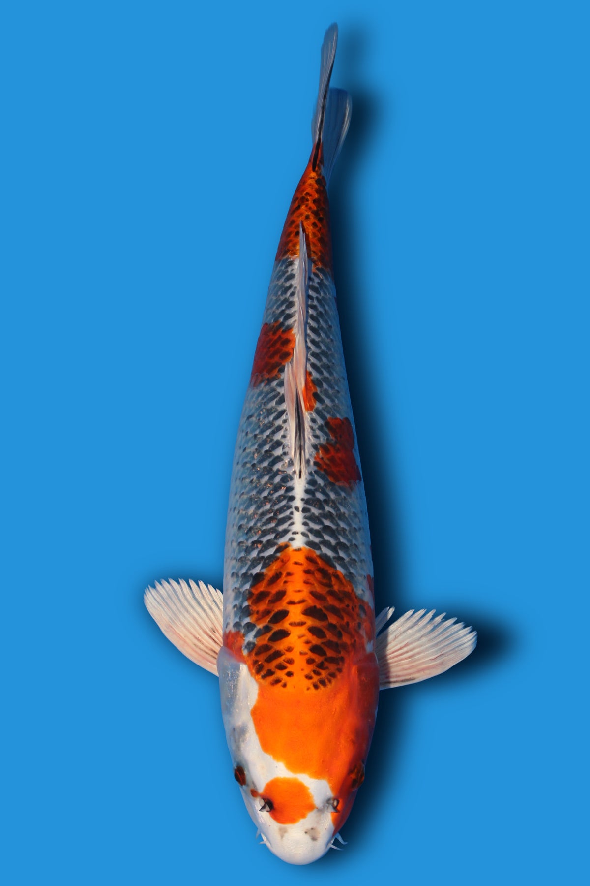 Kujaku