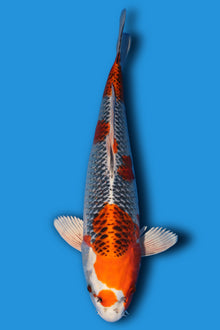 Kujaku