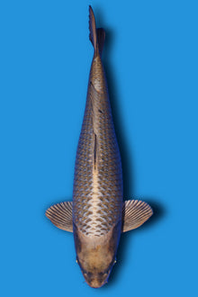 Mukashi Ogon