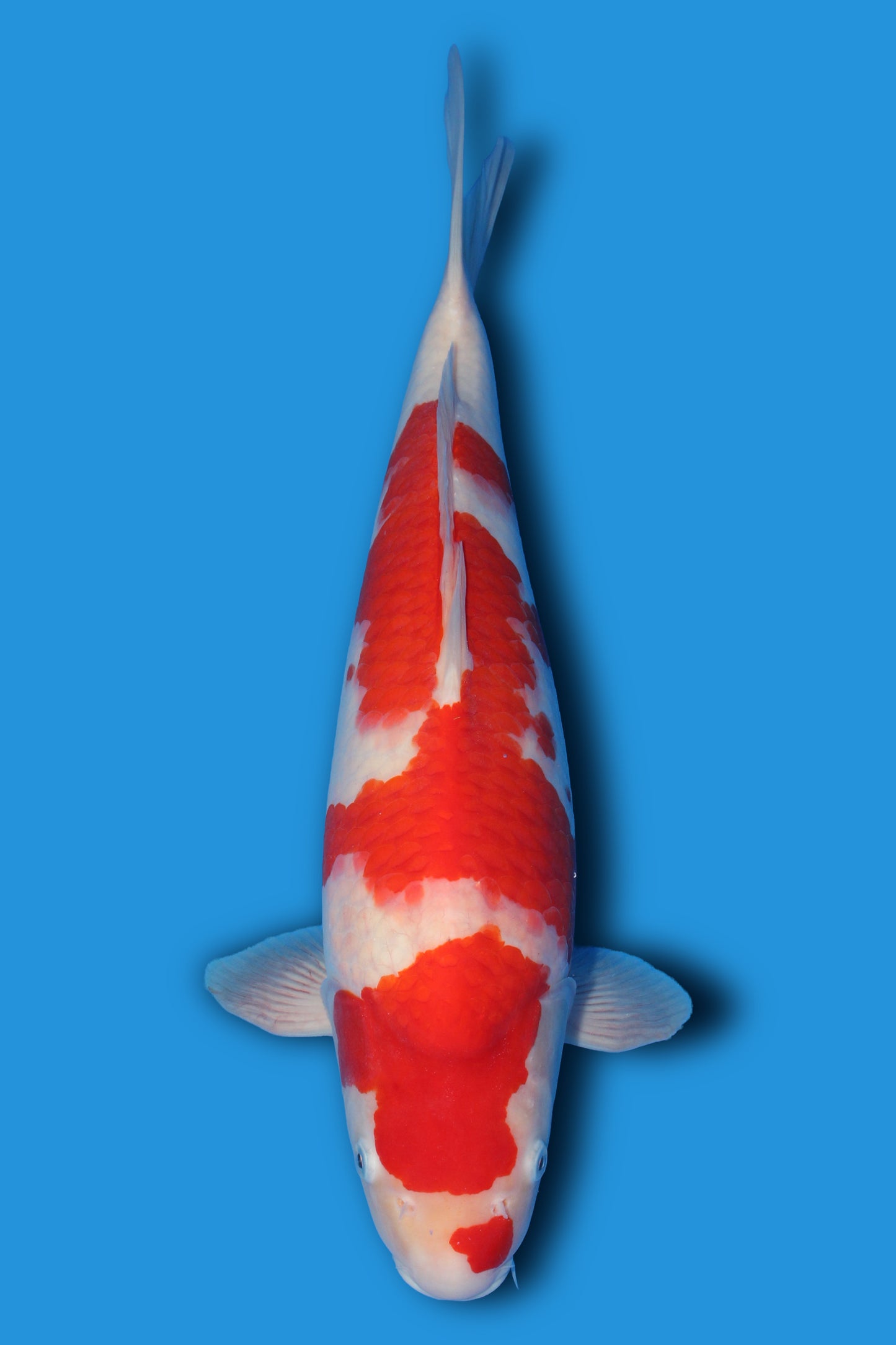 Kohaku