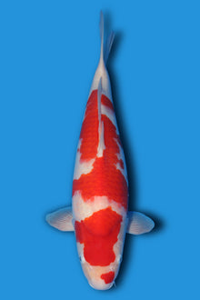 Kohaku