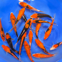 Beni Kumonryu Tosai (baby koi)