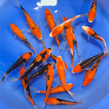 Beni Kumonryu Tosai (baby koi)