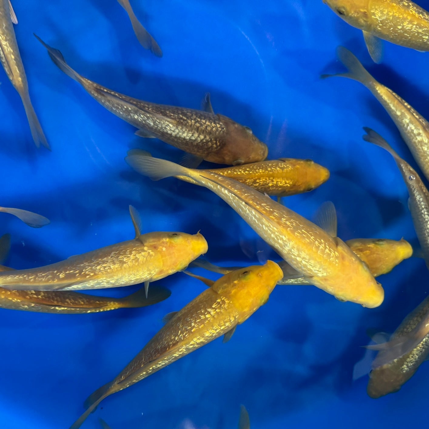 Yellow Monkey Tosai (baby koi)