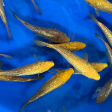 Yellow Monkey Tosai (baby koi)