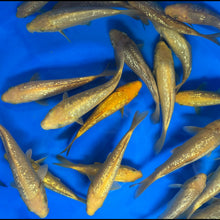 Yellow Monkey Tosai (baby koi)