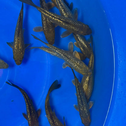 Metallic Finned Ginrin Chagoi tosai (baby koi)