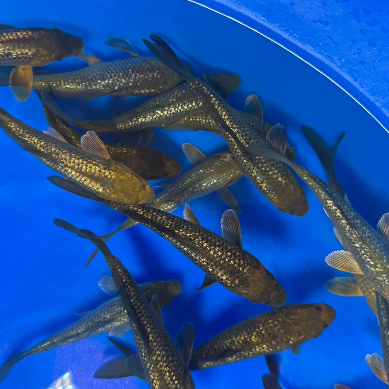 Metallic Finned Ginrin Chagoi tosai (baby koi)