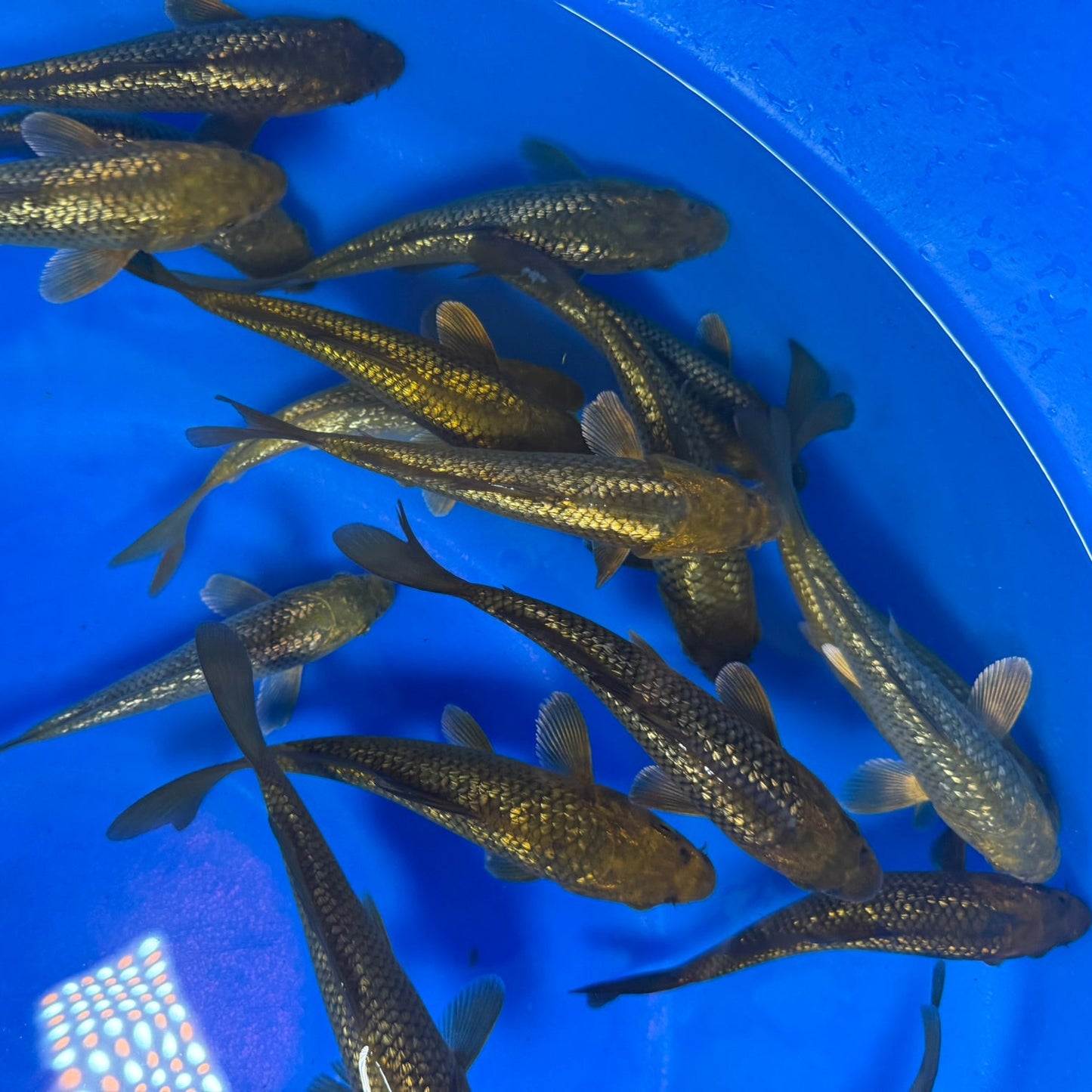 Metallic Finned Ginrin Chagoi tosai (baby koi)