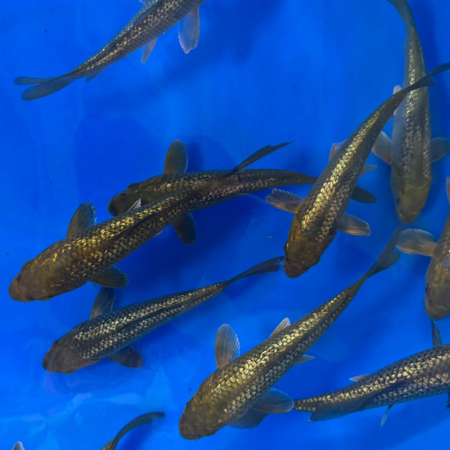 Metallic Finned Ginrin Chagoi tosai (baby koi)
