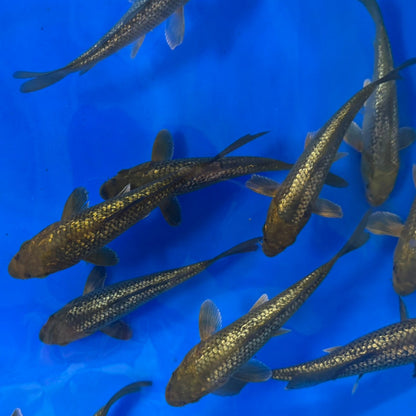 Metallic Finned Ginrin Chagoi tosai (baby koi)