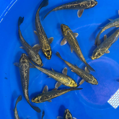 Ginrin Kabuto Ogono Tosai (baby koi)