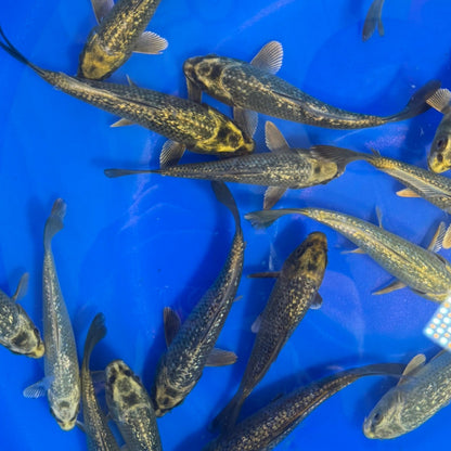 Ginrin Kabuto Ogono Tosai (baby koi)
